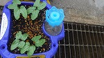 4月２０日　アサガオ芽生え