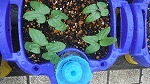 4月２０日　アサガオ芽生え