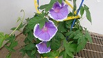 ５月２２日　アサガオ開花の様子です。