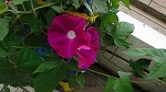５月２２日　アサガオ開花の様子です。