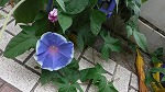 ５月２２日　アサガオ開花の様子です。