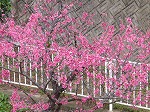 桜の咲く季節です。