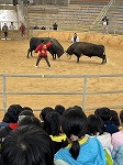 観光闘牛見学。