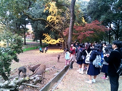紅葉！黄葉！！