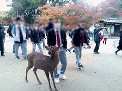 シカ！！