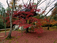 紅葉が見事です！